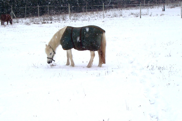 Pony-Winterkoppel