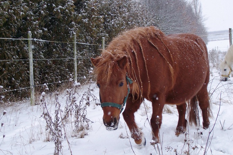 Pony-Winterkoppel